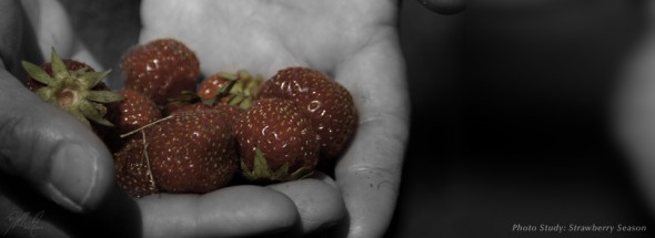 Strawberries