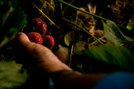 Picking Strawberries